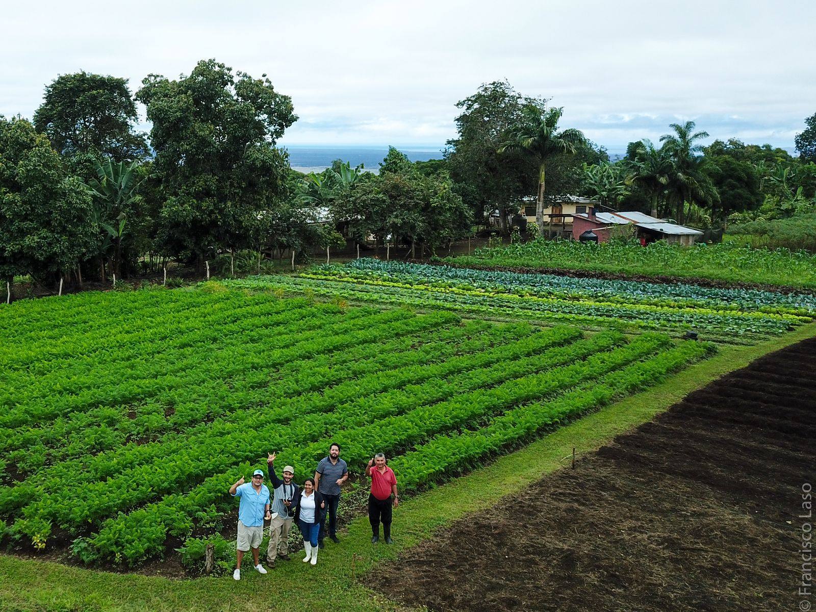 Aerial view of a green vegetable farm in the Galápagos highlands with people standing at its edge