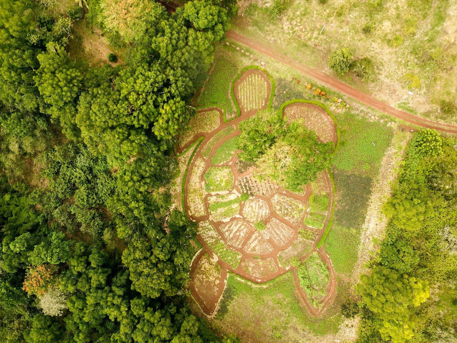 Drone view of a Galápagos highland farm with a garden laid out in the shape of a giant tortoise